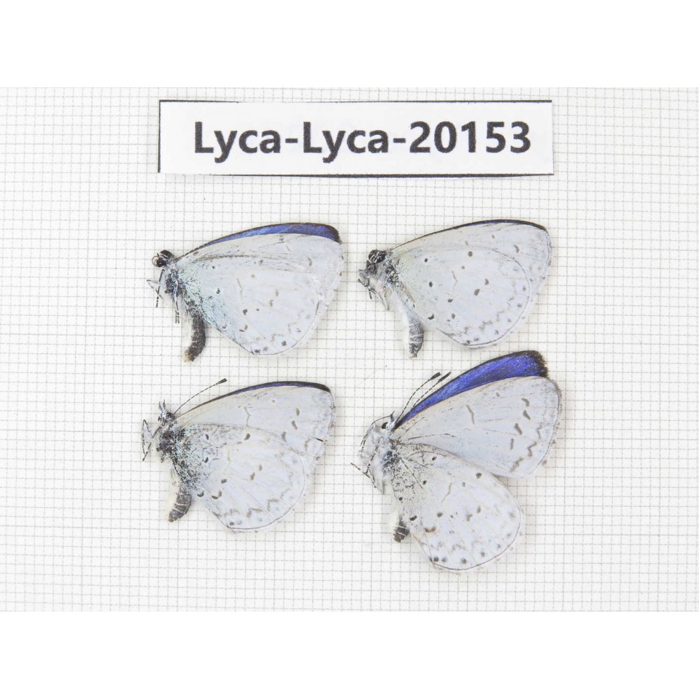 Celastrina sp. China, Yunnan, Lijiang, Yulong county, Tacheng. 4M. Lyca-Lyca-20153.