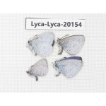 Celastrina sp. China, Yunnan, Lijiang, Yulong county, Tacheng. 4M. Lyca-Lyca-20154.