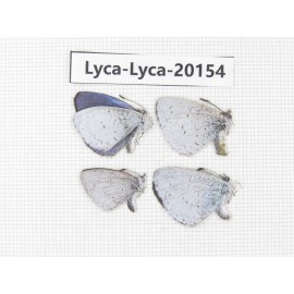 Celastrina sp. China, Yunnan, Lijiang, Yulong county, Tacheng. 4M. Lyca-Lyca-20154.