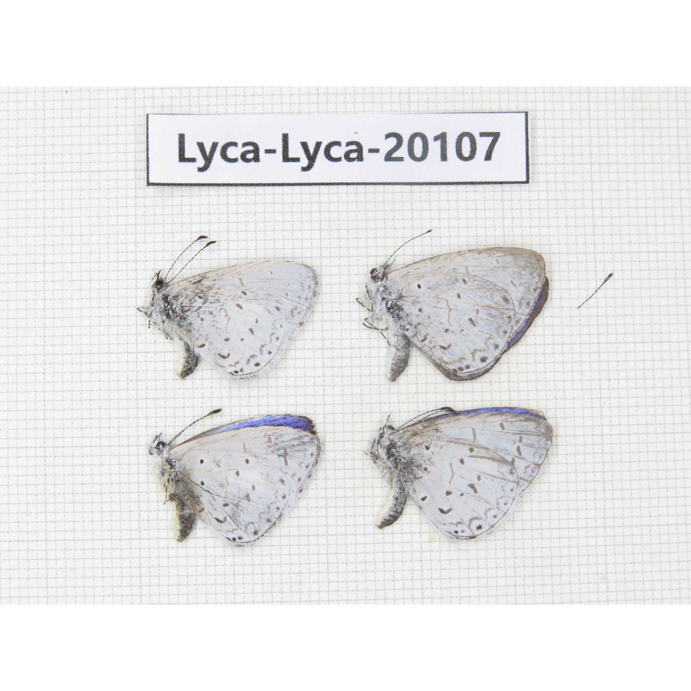 Celastrina sp. China, Yunnan, Nujiang valley, N of Nujiang valley. 4M. Lyca-Lyca-20107.