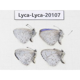 Celastrina sp. China, Yunnan, Nujiang valley, N of Nujiang valley. 4M. Lyca-Lyca-20107.