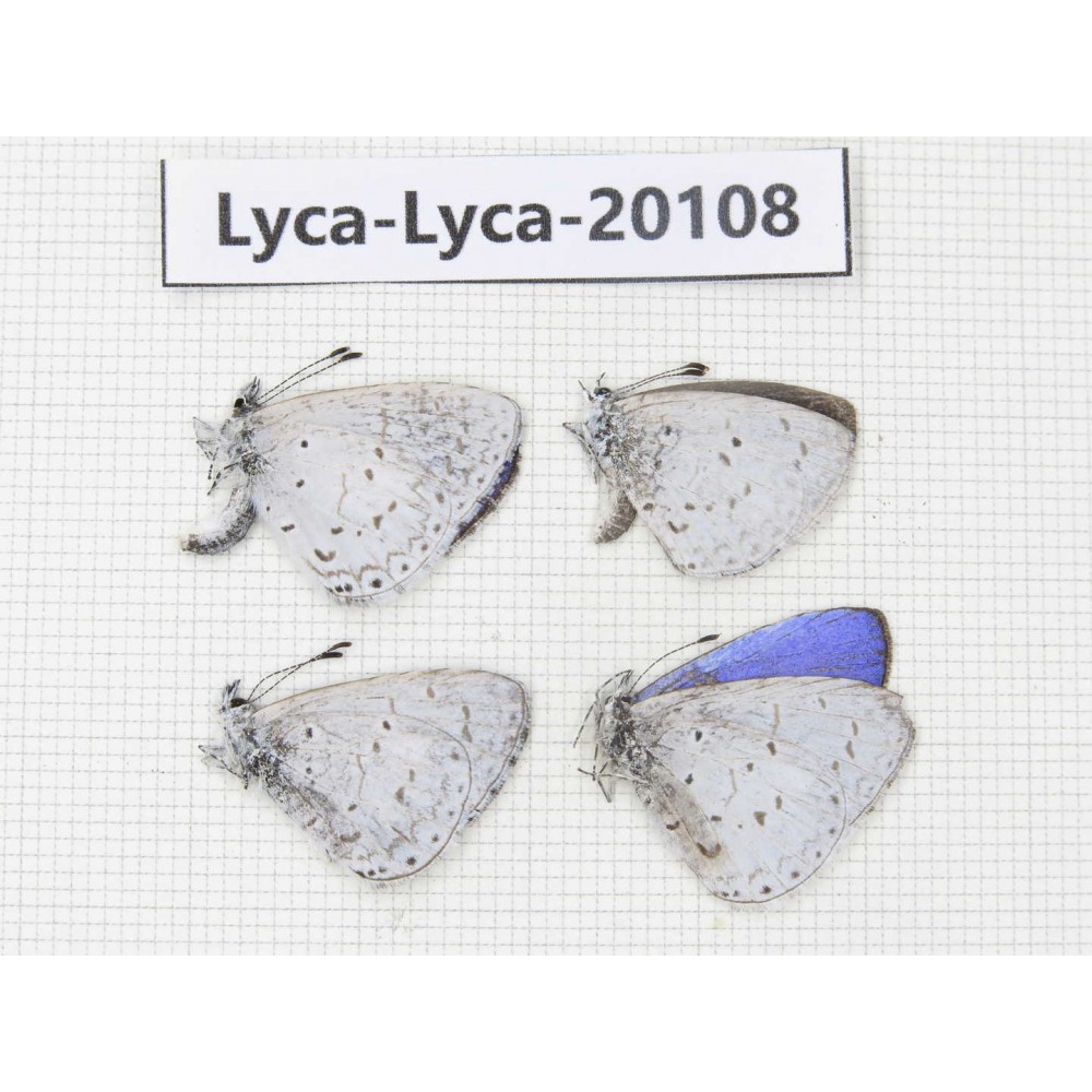 Celastrina sp. China, Yunnan, Nujiang valley, N of Nujiang valley. 4M. Lyca-Lyca-20108.