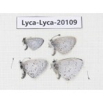 Celastrina sp. China, Yunnan, Nujiang valley, N of Nujiang valley. 4M. Lyca-Lyca-20109.