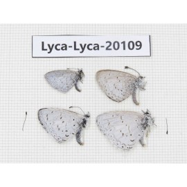 Celastrina sp. China, Yunnan, Nujiang valley, N of Nujiang valley. 4M. Lyca-Lyca-20109.