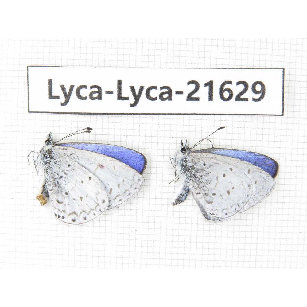 Celastrina sp. China, Yunnan, Nujiang, Gongshan county, Bingzhongluo. 2M. Lyca-Lyca-21629.
