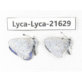 Celastrina sp. China, Yunnan, Nujiang, Gongshan county, Bingzhongluo. 2M. Lyca-Lyca-21629.