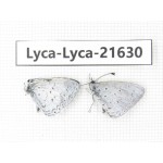 Celastrina sp. China, Yunnan, Nujiang, Gongshan county, Bingzhongluo. 2M. Lyca-Lyca-21630.