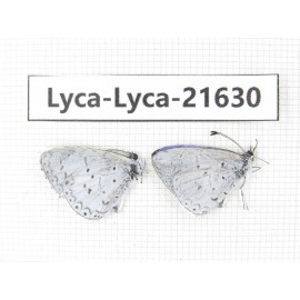 Celastrina sp. China, Yunnan, Nujiang, Gongshan county, Bingzhongluo. 2M. Lyca-Lyca-21630.