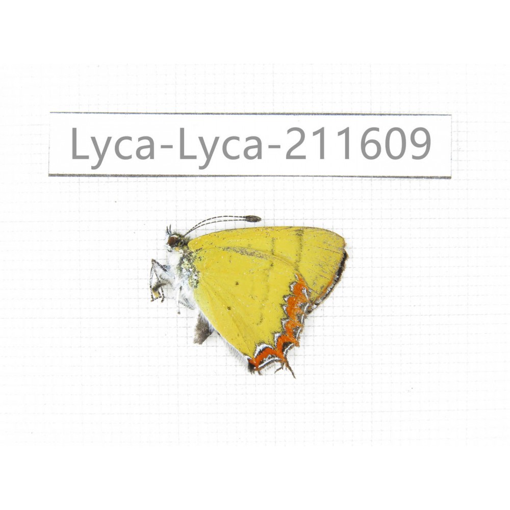 Heliophorus sp. China, Yunnan, Nujiang, N of Mt.Biluoxueshan. 1M. Lyca-Lyca-211609.