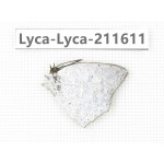 Curetis acuta. China, Yunnan, Nujiang, N of Mt.Biluoxueshan. 1M. Lyca-Lyca-211611.