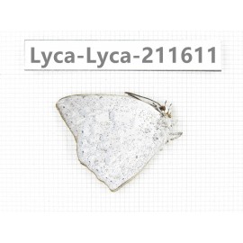 Curetis acuta. China, Yunnan, Nujiang, N of Mt.Biluoxueshan. 1M. Lyca-Lyca-211611.