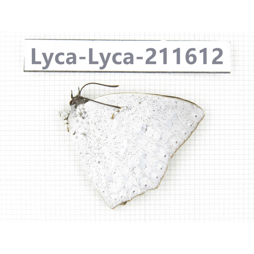 Curetis acuta. China, Yunnan, Nujiang, N of Mt.Biluoxueshan. 1M. Lyca-Lyca-211612.