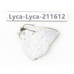 Curetis acuta. China, Yunnan, Nujiang, N of Mt.Biluoxueshan. 1M. Lyca-Lyca-211612.