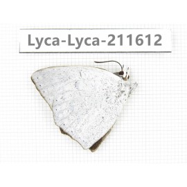 Curetis acuta. China, Yunnan, Nujiang, N of Mt.Biluoxueshan. 1M. Lyca-Lyca-211612.
