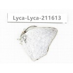 Curetis acuta. China, Yunnan, Nujiang, N of Mt.Biluoxueshan. 1M. Lyca-Lyca-211613.