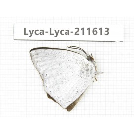 Curetis acuta. China, Yunnan, Nujiang, N of Mt.Biluoxueshan. 1M. Lyca-Lyca-211613.