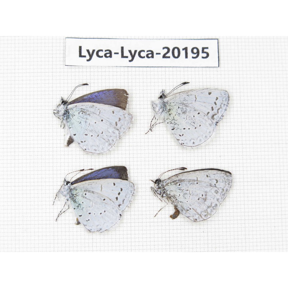 Celastrina sp. China, Yunnan, Xiangerila, Mt. Daxueshan. 4M. Lyca-Lyca-20195.