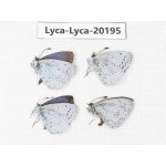 Celastrina sp. China, Yunnan, Xiangerila, Mt. Daxueshan. 4M. Lyca-Lyca-20195.