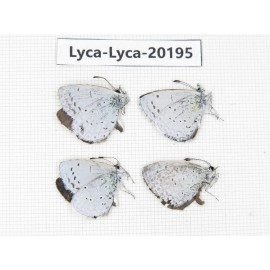 Celastrina sp. China, Yunnan, Xiangerila, Mt. Daxueshan. 4M. Lyca-Lyca-20195.