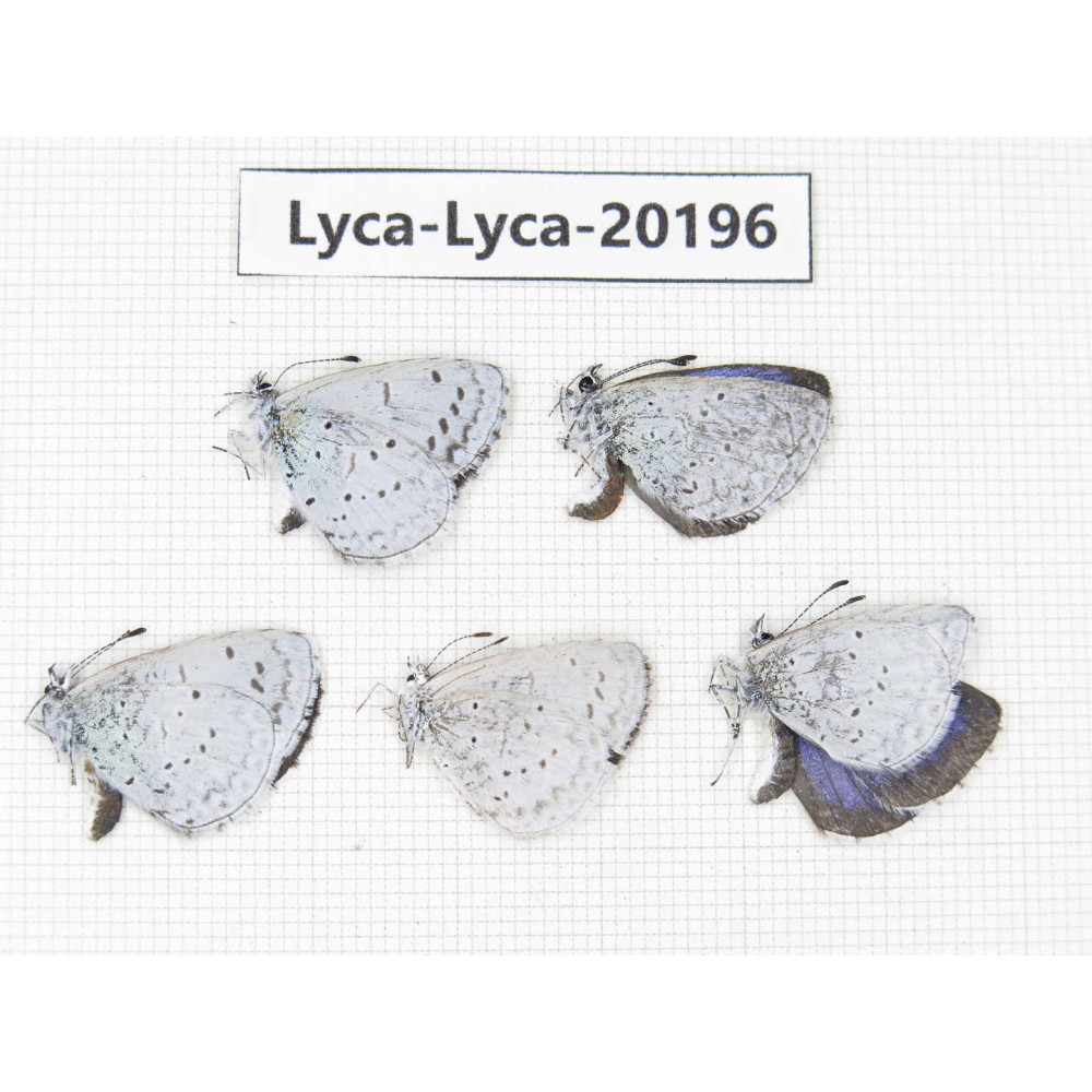 Celastrina sp. China, Yunnan, Xiangerila, Mt. Daxueshan. 5M. Lyca-Lyca-20196.
