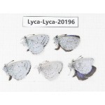 Celastrina sp. China, Yunnan, Xiangerila, Mt. Daxueshan. 5M. Lyca-Lyca-20196.