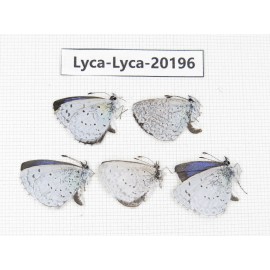 Celastrina sp. China, Yunnan, Xiangerila, Mt. Daxueshan. 5M. Lyca-Lyca-20196.