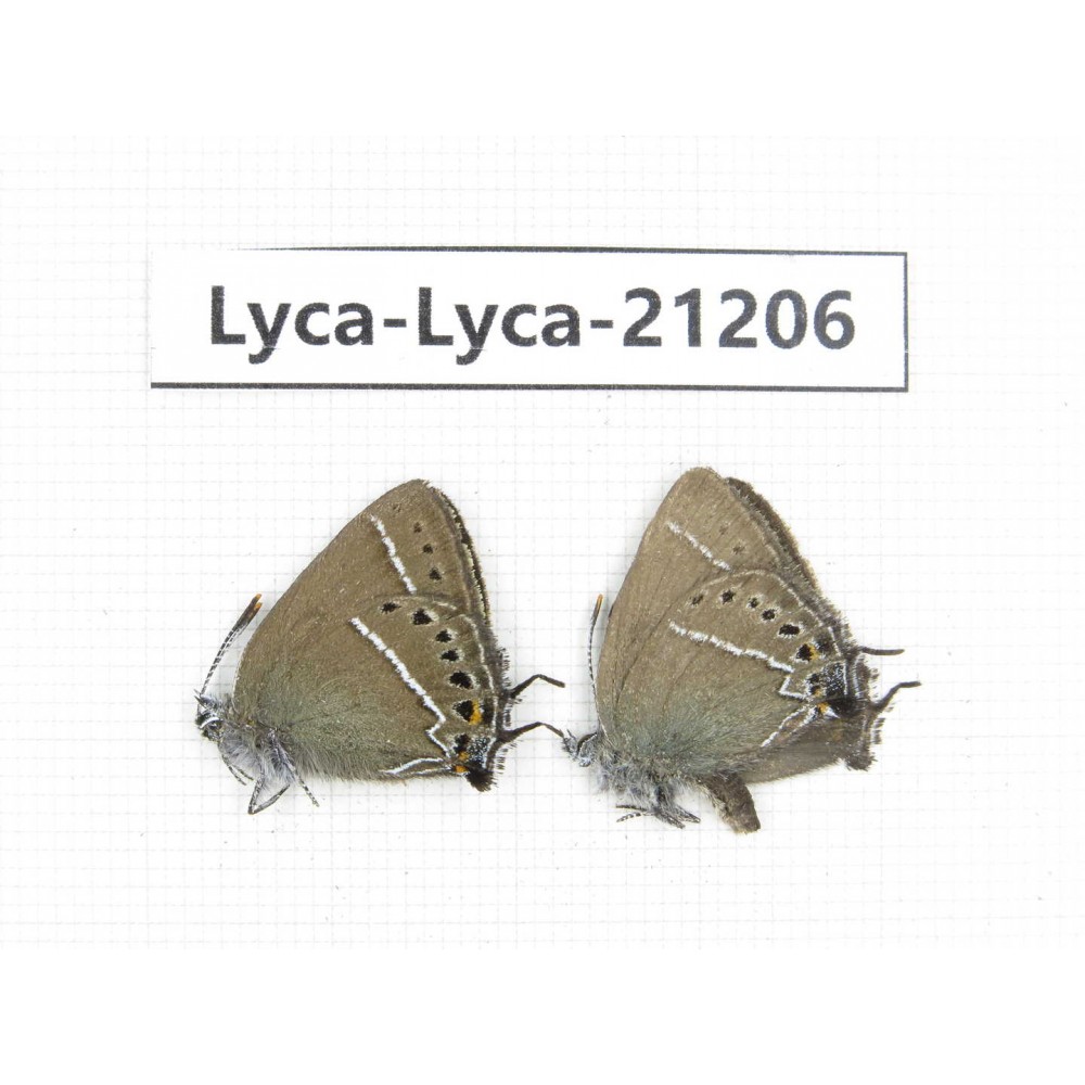 Satyrium sp. China, Yunnan, Xiangerila, Mt.Baimaxueshan. 2M. Lyca-Lyca-21206.