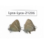 Satyrium sp. China, Yunnan, Xiangerila, Mt.Baimaxueshan. 2M. Lyca-Lyca-21206.