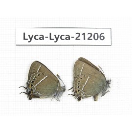 Satyrium sp. China, Yunnan, Xiangerila, Mt.Baimaxueshan. 2M. Lyca-Lyca-21206.