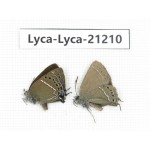 Satyrium sp. China, Yunnan, Xiangerila, Mt.Baimaxueshan. 2M. Lyca-Lyca-21210.