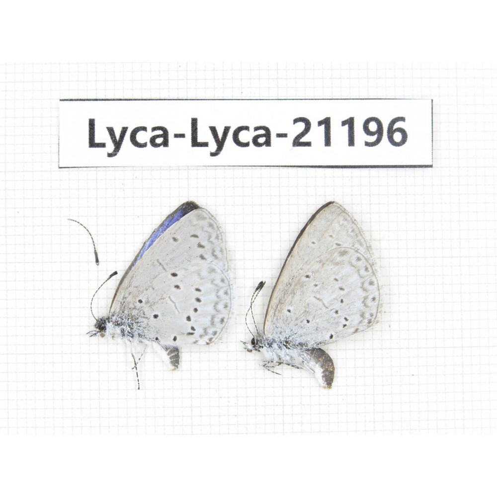 Celastrina sp. China,Yunnan, Xiangerila, Mt.Baimaxueshan. 2M. Lyca-Lyca-21196.