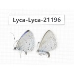 Celastrina sp. China,Yunnan, Xiangerila, Mt.Baimaxueshan. 2M. Lyca-Lyca-21196.
