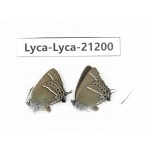 Satyrium sp. China,Yunnan, Xiangerila, Mt.Baimaxueshan. 2M. Lyca-Lyca-21200.