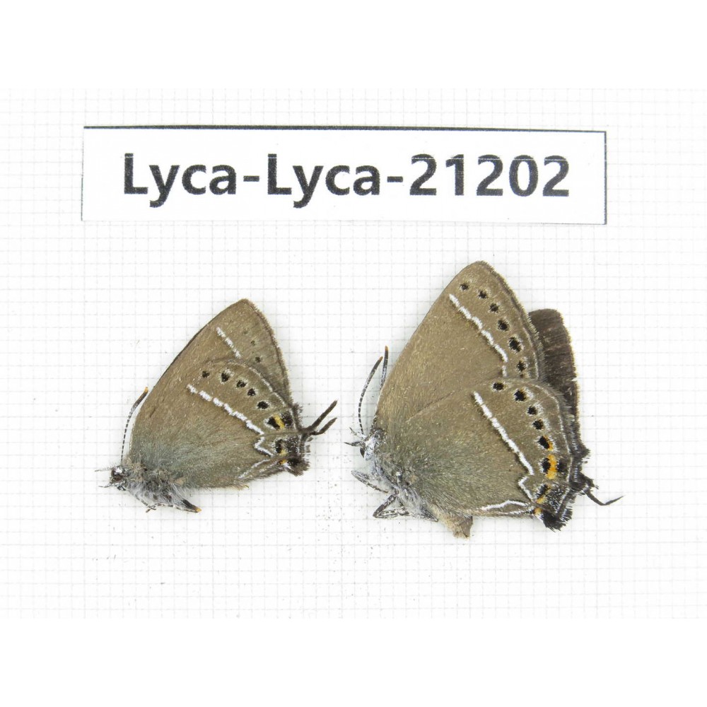 Satyrium sp. China,Yunnan, Xiangerila, Mt.Baimaxueshan. 2M. Lyca-Lyca-21202.
