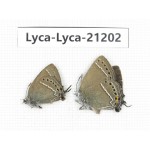 Satyrium sp. China,Yunnan, Xiangerila, Mt.Baimaxueshan. 2M. Lyca-Lyca-21202.