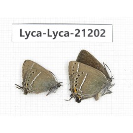 Satyrium sp. China,Yunnan, Xiangerila, Mt.Baimaxueshan. 2M. Lyca-Lyca-21202.
