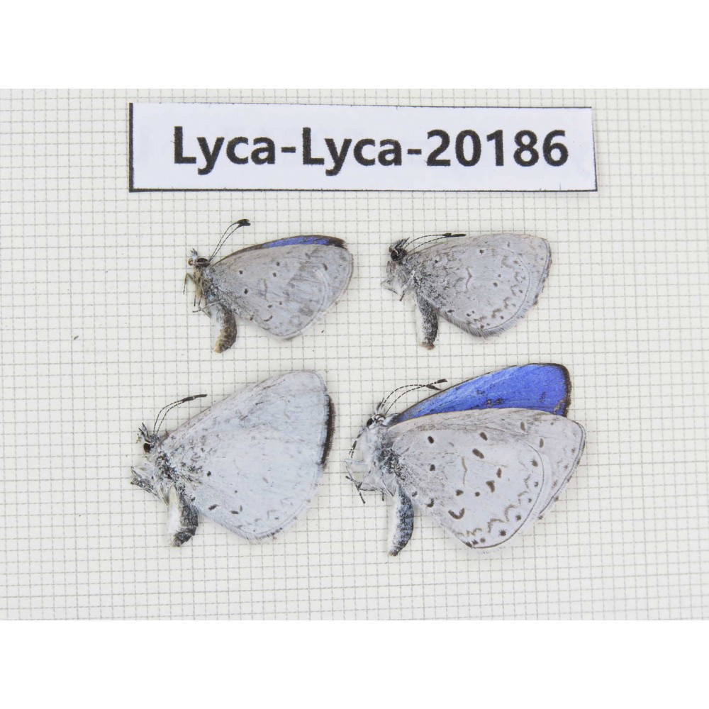 Celastrina sp. China,Yunnan, Xiangerila, Mt.Meilixueshan. 4M. Lyca-Lyca-20186.