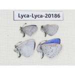 Celastrina sp. China,Yunnan, Xiangerila, Mt.Meilixueshan. 4M. Lyca-Lyca-20186.