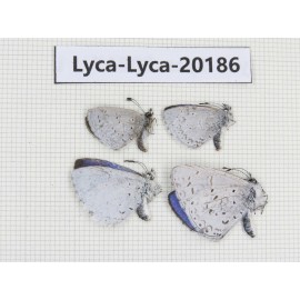 Celastrina sp. China,Yunnan, Xiangerila, Mt.Meilixueshan. 4M. Lyca-Lyca-20186.