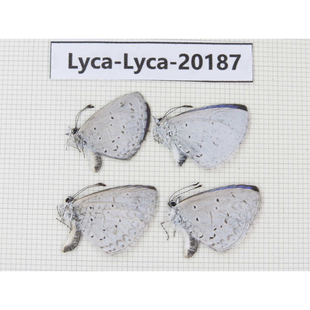 Celastrina sp. China,Yunnan, Xiangerila, Mt.Meilixueshan. 4M. Lyca-Lyca-20187.