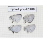 Celastrina sp. China,Yunnan, Xiangerila, Mt.Meilixueshan. 4M. Lyca-Lyca-20188.