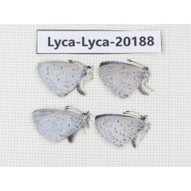 Celastrina sp. China,Yunnan, Xiangerila, Mt.Meilixueshan. 4M. Lyca-Lyca-20188.