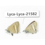 Lampides boeticus. China,Yunnan, Xiangerila, S of Weixi county. 2M. Lyca-Lyca-21582.