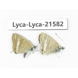 Lampides boeticus. China,Yunnan, Xiangerila, S of Weixi county. 2M. Lyca-Lyca-21582.