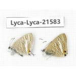 Lampides boeticus. China,Yunnan, Xiangerila, S of Weixi county. 2M. Lyca-Lyca-21583.