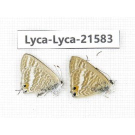 Lampides boeticus. China,Yunnan, Xiangerila, S of Weixi county. 2M. Lyca-Lyca-21583.