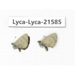 Orthomiella pontis. China,Yunnan, Xiangerila, S of Weixi county. 2M. Lyca-Lyca-21585.