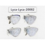 Celastrina sp. China, Yunnan, Xiangerila, Weixi County. 4M. Lyca-Lyca-20082.