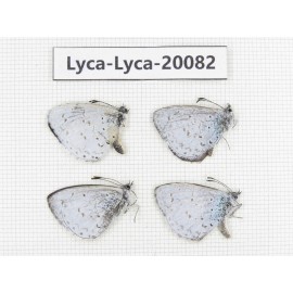 Celastrina sp. China, Yunnan, Xiangerila, Weixi County. 4M. Lyca-Lyca-20082.