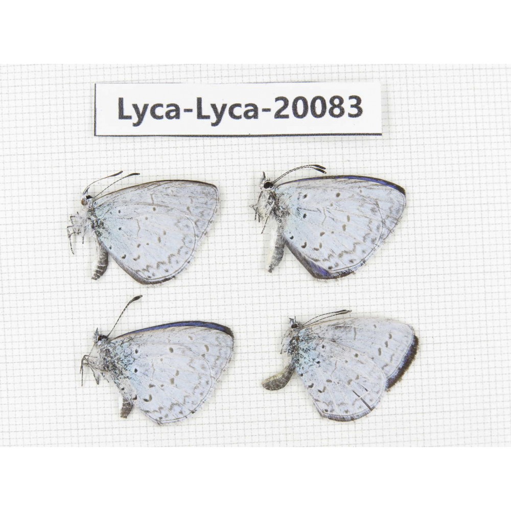 Celastrina sp. China, Yunnan, Xiangerila, Weixi County. 4M. Lyca-Lyca-20083.